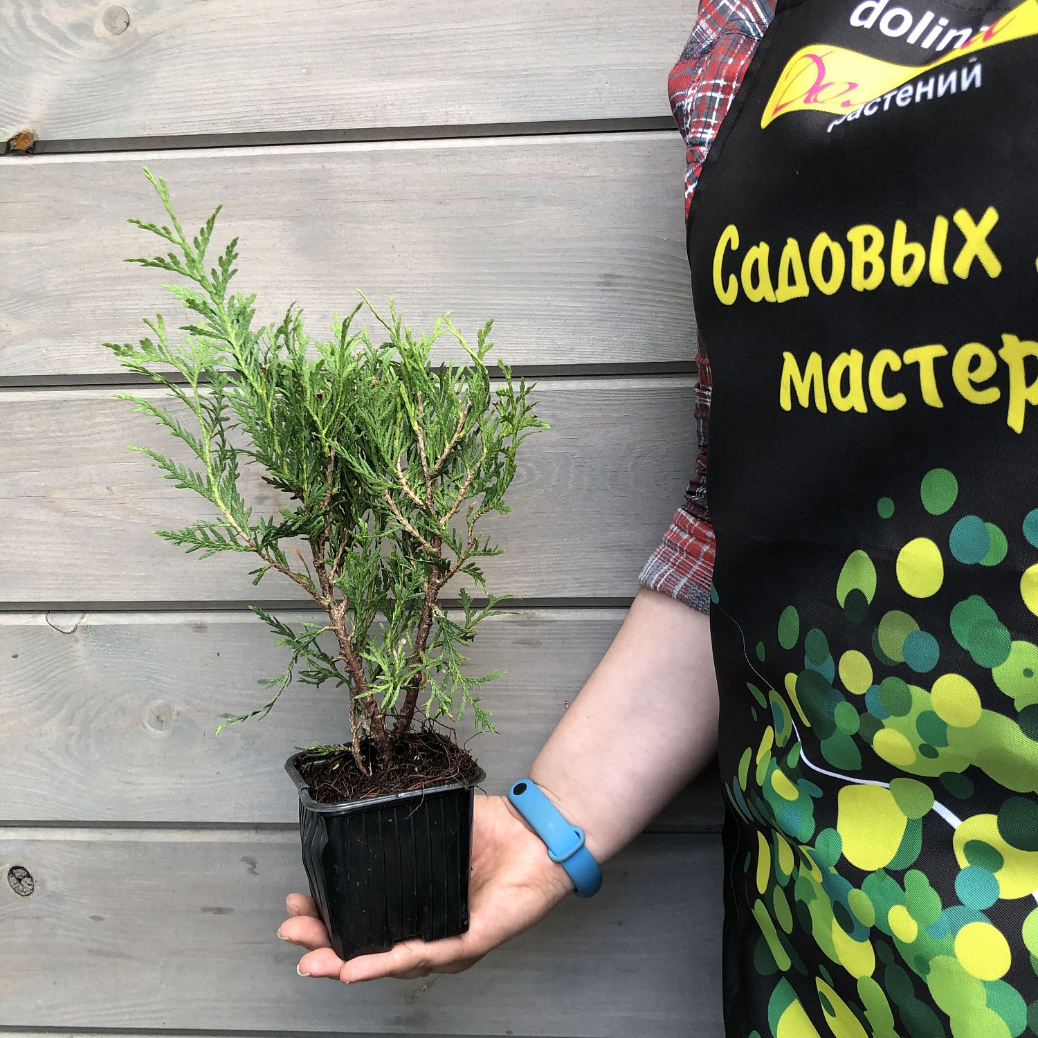 Туя западная Литл Чемпион Туя западная Литл Чемпион фото