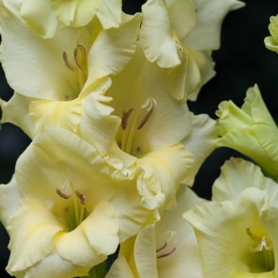 Гладиолус Деббиан Гладиолус Деббиан фото