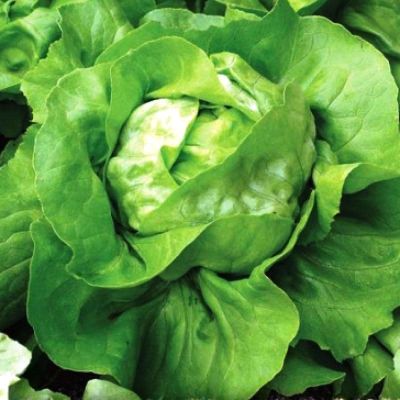 Салат Берлинский Желтый Маслянистый фото