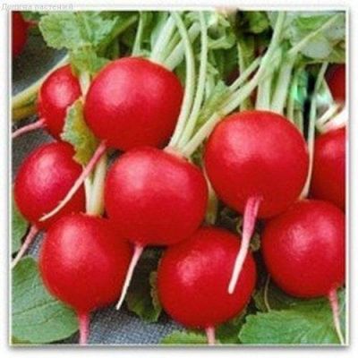 Редис Стойкий фото