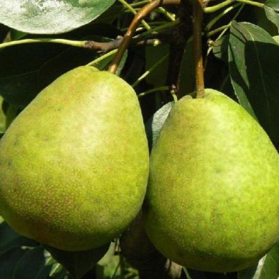 Груша Лагодная/Осенняя фото