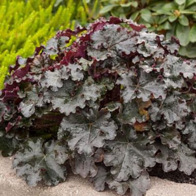 Гейхера Ворлд Кафе Эспрессо Гейхера Ворлд Кафе Эспрессо - Dolina-Sad.Ru