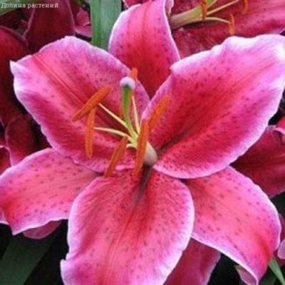 Лилия Корвара (в горшке) фото