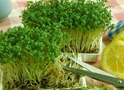 Пихта корейская 100 - 125 (см) (В КАДКАХ) Пихта корейская 100 - 125 (см) (В КАДКАХ) фото