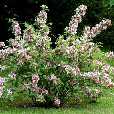 Дейция гибридная Монт Роуз - Dolina-Sad.Ru