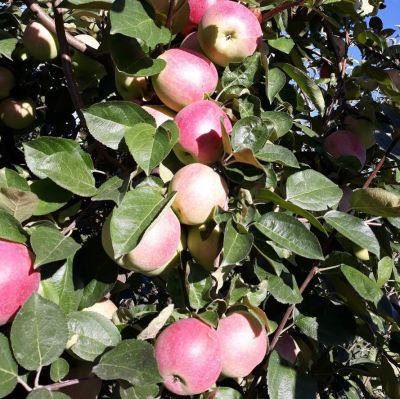 Яблоня Слава победителям/Летняя фото