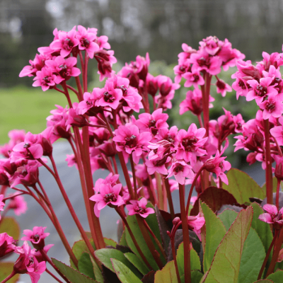 Бадан Эденс Мэджик Гиант , С1,5 Бадан Эденс Мэджик Гиант , С1,5 фото
