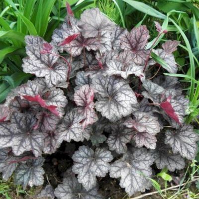 Гейхера Гардиан Энджел Гейхера Гардиан Энджел - Dolina-Sad.Ru