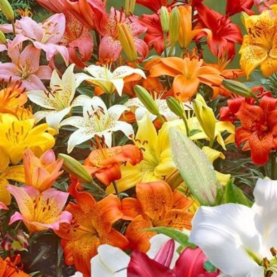 Набор лилий - 2 шт. Набор лилий - 2 шт. фото