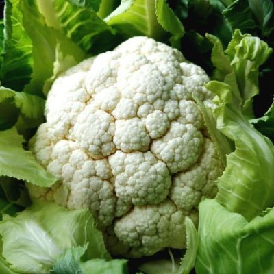 Капуста цветная Гудман (Голландия) Капуста цветная Гудман (Голландия) фото