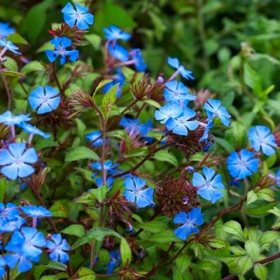 Цератостигма Гриффита Цератостигма Гриффита - Dolina-Sad.Ru