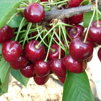 Вишня Уйфехертой Фюртош Вишня Уйфехертой Фюртош фото