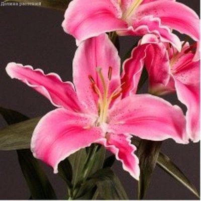 Лилия Марлон Лилия Марлон фото