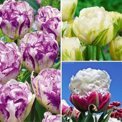 Набор 9193 Набор 9193 фото