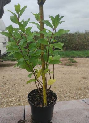 Гортензия метельчатая Петит Стар, С1,5 Гортензия метельчатая Петит Стар, С1,5 - Dolina-Sad.Ru