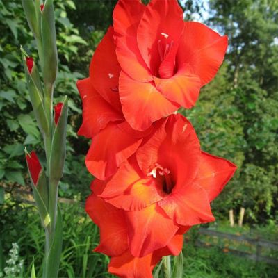 Гладиолус Масканьи Гладиолус Масканьи - Dolina-Sad.Ru