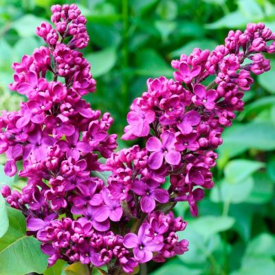 Сирень обыкновенная Князь Волконский Сирень обыкновенная Князь Волконский - Dolina-Sad.Ru