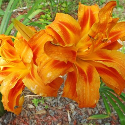 Лилейник Дабл Оранж Зефир - Dolina-Sad.Ru