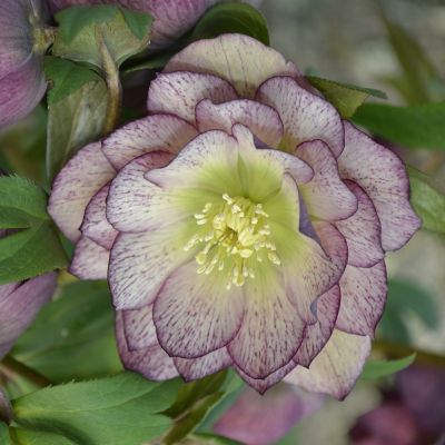 Морозник Дабл Визион - Dolina-Sad.Ru