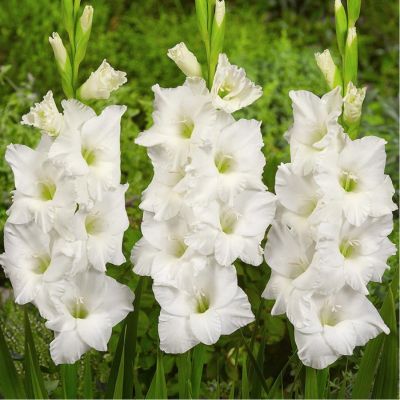 Гладиолус Полар Бир Гладиолус Полар Бир - Dolina-Sad.Ru