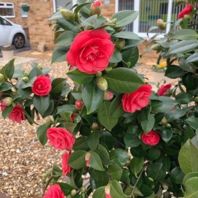 Камелия японская Леди Кэмпбелл Камелия японская Леди Кэмпбелл - Dolina-Sad.Ru