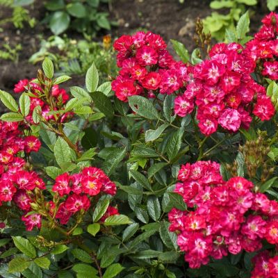 Роза Иониум - Dolina-Sad.Ru