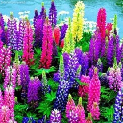 Люпин Эрмитаж Смесь Люпин Эрмитаж Смесь фото