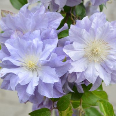 Клематис Азур Болл Клематис Азур Болл фото