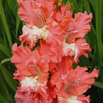 Гладиолус Тедс Фриззл Гладиолус Тедс Фриззл - Dolina-Sad.Ru