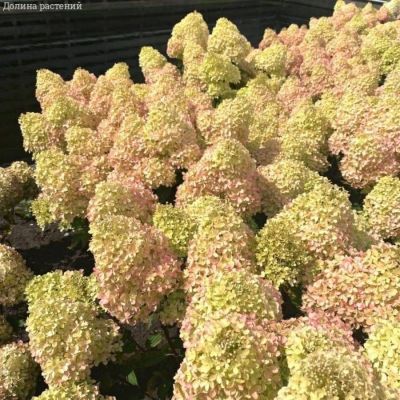 Гортензия метельчатая Петит Флори, С3 - Dolina-Sad.Ru