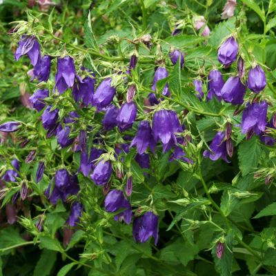 Колокольчик Кент Бель - Dolina-Sad.Ru