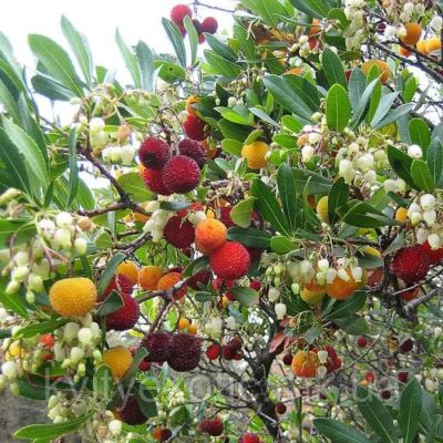 Земляничное дерево Кобра Земляничное дерево Кобра - Dolina-Sad.Ru