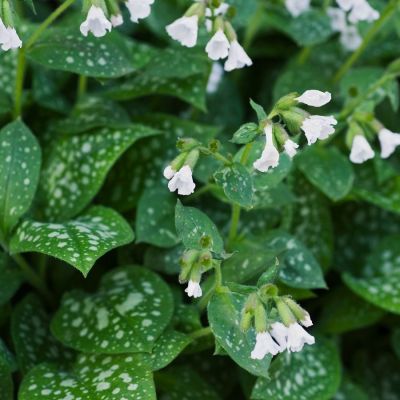 Медуница лекарственная Сиссингхерст Вайт Медуница лекарственная Сиссингхерст Вайт - Dolina-Sad.Ru