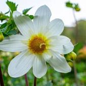 Георгина Снизи - Dolina-Sad.Ru