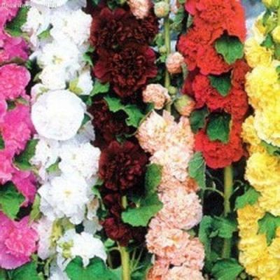 Мальва ГИРЛЯНДА Смесь Мальва ГИРЛЯНДА Смесь фото