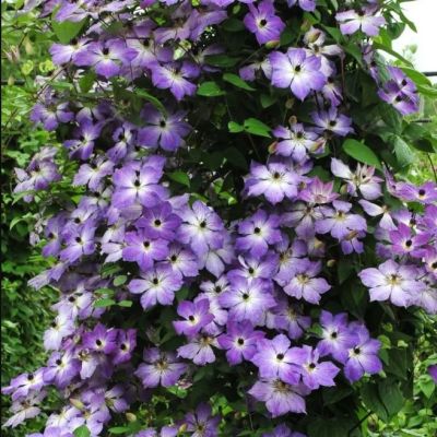 Клематис Клаудберст Клематис Клаудберст - Dolina-Sad.Ru