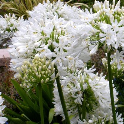 Агапантус Полар Айс Агапантус Полар Айс - Dolina-Sad.Ru