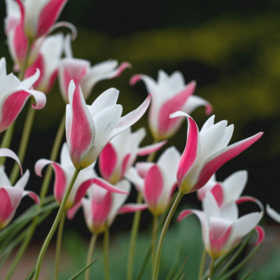 Тюльпан Леди Джейн Тюльпан Леди Джейн фото