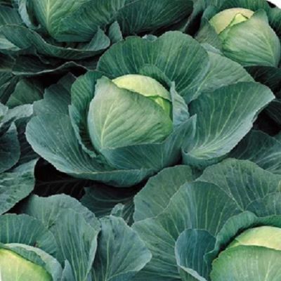 Капуста Белокочанная Атриа F1 (Seminis/Голландия) Капуста Белокочанная Атриа F1 (Seminis/Голландия) фото