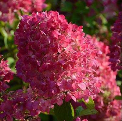 Гортензия метельчатая Вимс Ред, С3 - Dolina-Sad.Ru