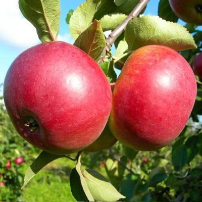 Яблоня Белорусское Сладкое/Зимняя, C3 (2 года) Яблоня Белорусское Сладкое/Зимняя, C3 (2 года) - Dolina-Sad.Ru