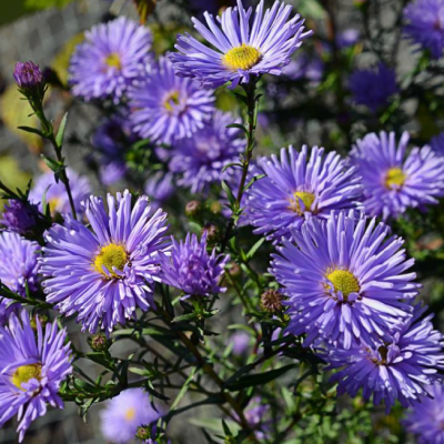 Астра Блю фото