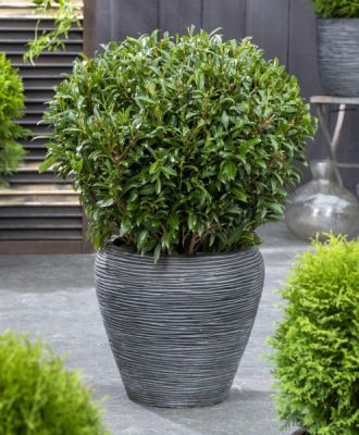 Лавровишня гибридная София Лавровишня гибридная София фото