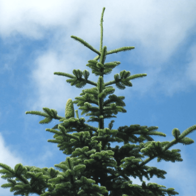 Пихта благородная Пихта благородная фото