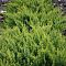 Можжевельник виргинский Голден Спринг Можжевельник виргинский Голден Спринг фото