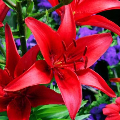 Лилия Ред Каунти Лилия Ред Каунти фото