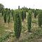 Можжевельник обыкновенный Сентинел, С3 - Dolina-Sad.Ru
