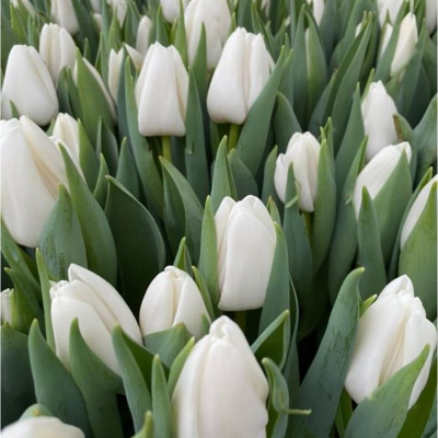 Тюльпан Апдейт - Dolina-Sad.Ru