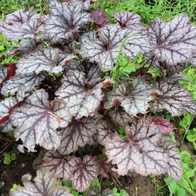 Гейхера Гардиан Энджел Гейхера Гардиан Энджел - Dolina-Sad.Ru