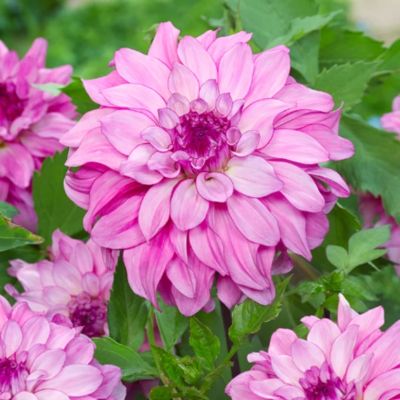 Георгина Лизз Байдж - Dolina-Sad.Ru